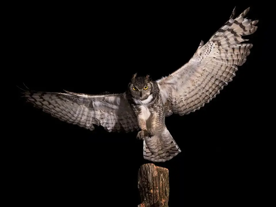 Nikon D4S sample image of a Great Horned Owl at ISO 1600
