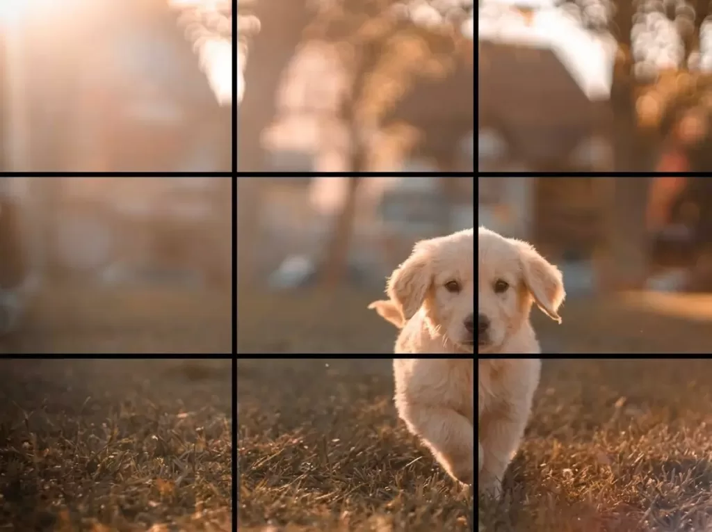 Subject placed on rule of thirds intersection