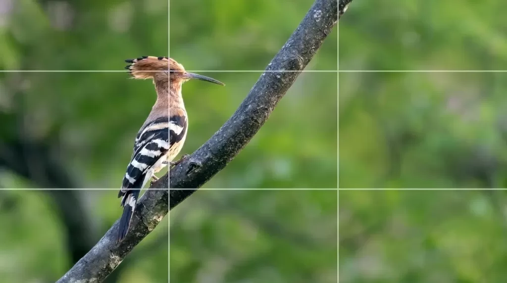 Wildlife photo on rule of thirds