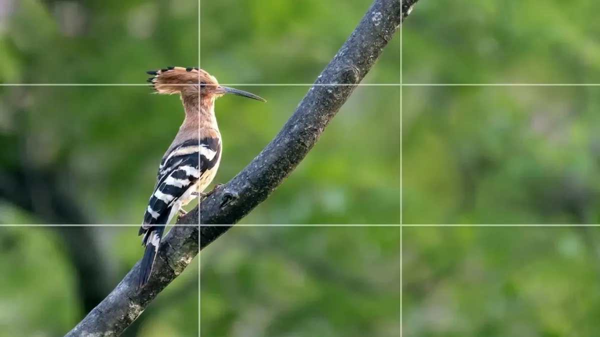 Rule of Thirds Photography