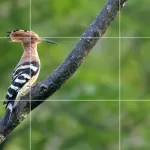Rule of Thirds Photography