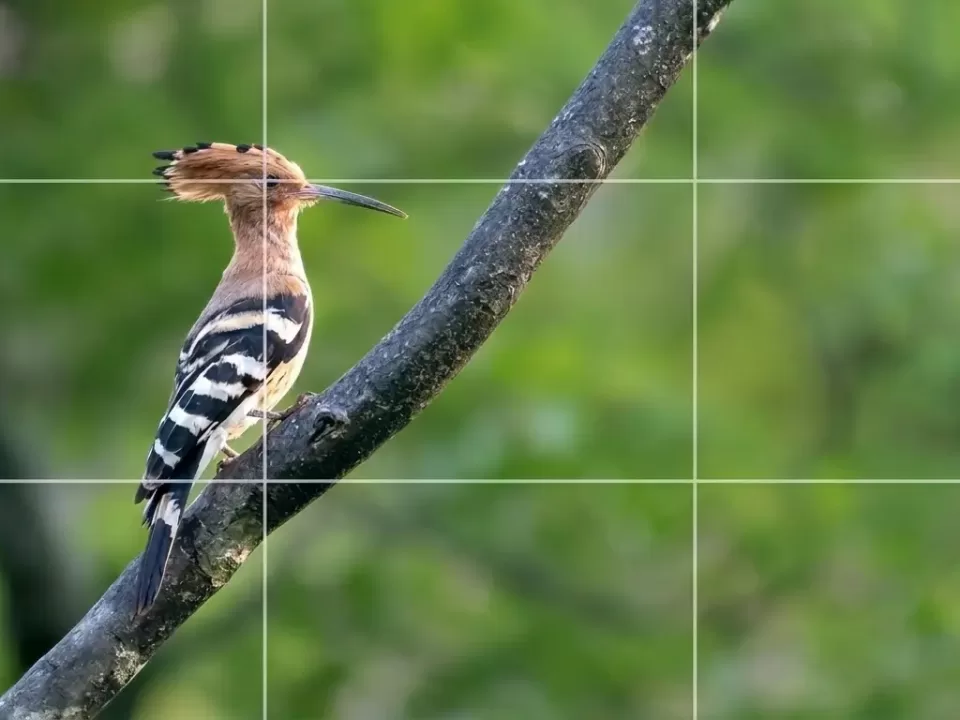 Rule of Thirds Photography