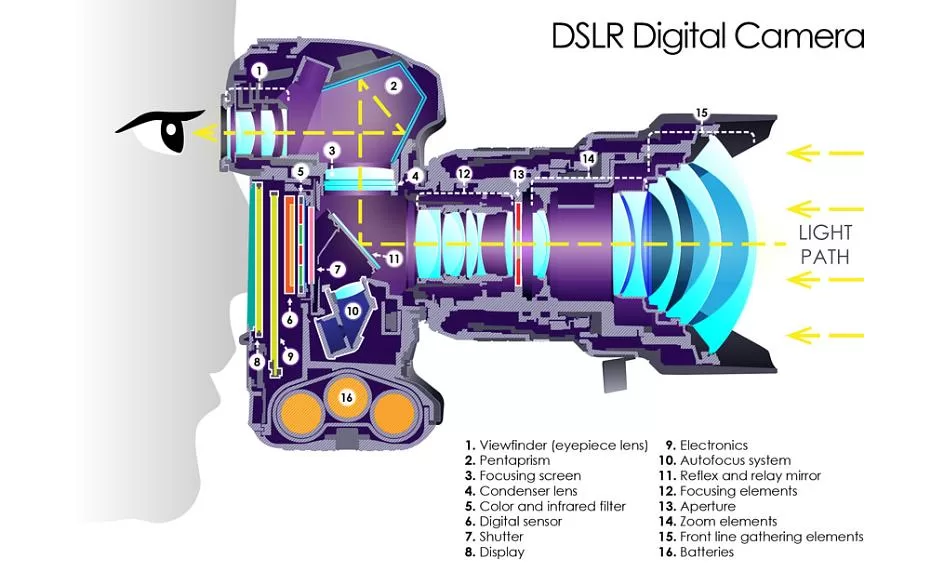 Cross-section diagram of a single-lens reflex camera showing mirror and pentaprism